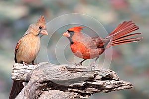 Pair of Northern Cardinals