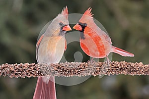 Pair of Northern Cardinals