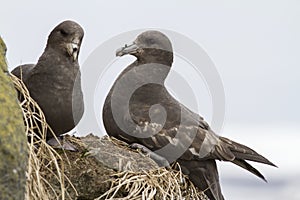 Pair northern fulmars dark morphs on the rocks