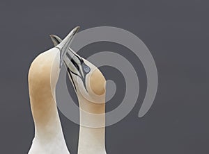 Pair of northern gannet rubbing beaks signaling harmony and peace