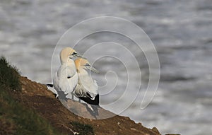 A pair of northern gannets on a cliff