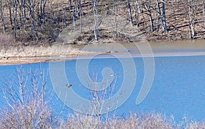 pair of northern geese swimming