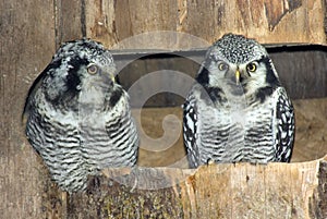 Pair of Northern Hawk Owls