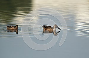 A pair of Northern Shoveler