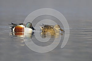 Pair of Northern Shoveler, Anas clypeata photo