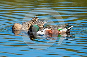 A pair of northern shovelers