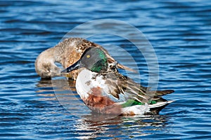 a pair of northern shovelers