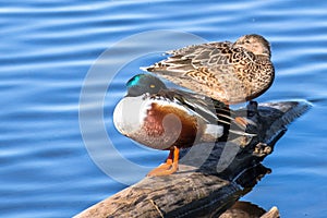 A pair of Northern Shovelers Anas clypeata resting on a log