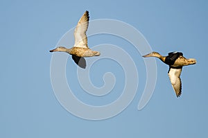 Pair of Northern Shovelers Flying in a Blue Sky