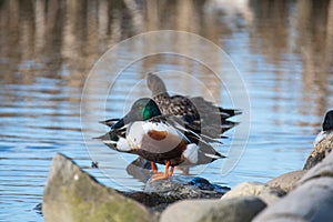 A pair of northern shovelers perched on the rock.