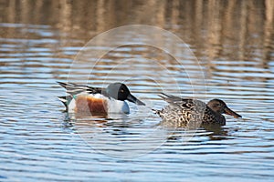 A pair of northern shovelers swimming in the pond.