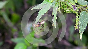 Pair of nursery web spiders during wooing