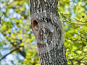 Pair of nuthatches on a tree with a cavity
