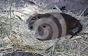 Pair Of Nutria Resting