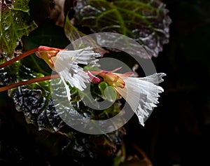 Pair of Oconee bells in right profile