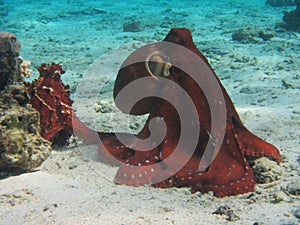 Pair of octopuses. Rarotonga underwater photo