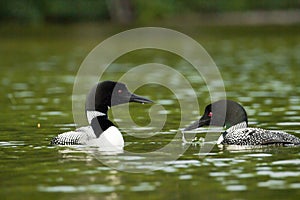 A pair od Common Loons in Maine