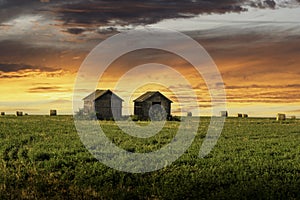 Old barns on a wheat field with round hay bales at sunrise on the Canadian prairies