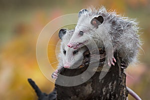 Pair of Opossum Joeys Didelphimorphia Huddle on Log End Autumn