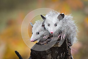 Pair of Opossum Joeys Didelphimorphia Look Out From Log End