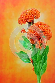 Pair of orange crested cockscomb flowers against abstract grunge backdrop photo