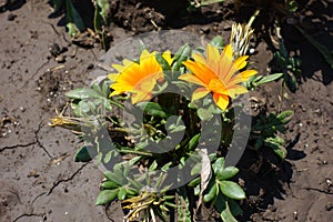 Pair of orange flowers of Gazania rigens