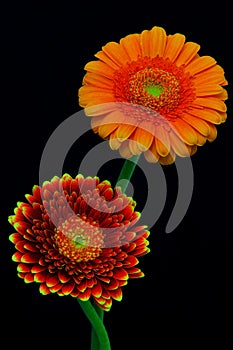 Pair of orange and red gerbera daisy flowers