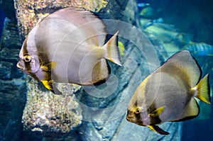 Pair of orbiculate batfish Platax orbicularisin