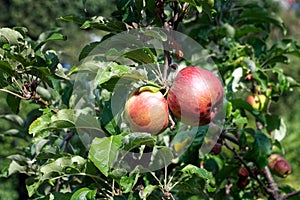 A pair of organic apples growing