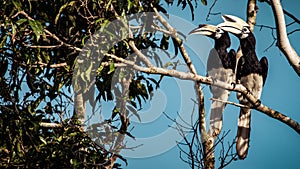 A Pair of Oriental Pied Hornbills at Borneo