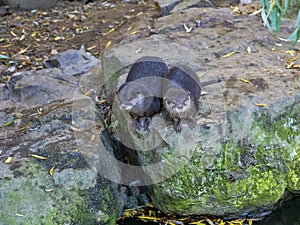 pair of Oriental small-clawed otter, Amblonyx cinerea, watching the surroundings