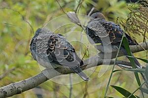Pair of Oriental Turtle-doves