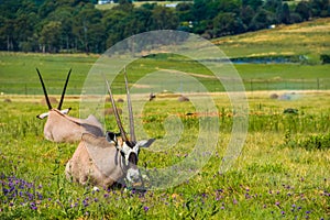 Pair of Orix antelope photo