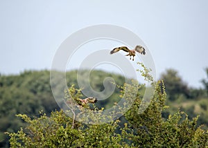 Pair of Osprey, Birds of Prey