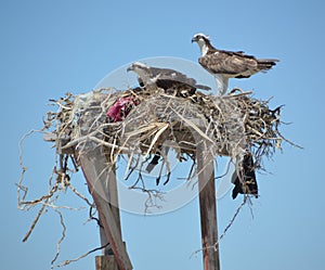 Pair of Osprey in the nest in Guerro Negro in Baja California del Sur, Mexico photo