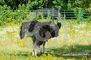 A pair of ostriches.