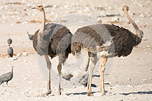 Pair of ostriches