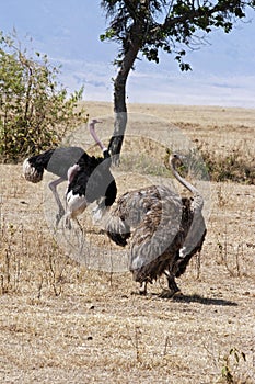 Pair of Ostriches displaying mating ritual