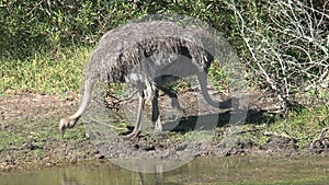 Pair of Ostriches foraging in the grass