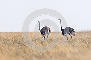 Pair of Ostriches in the grassland of Nata Birds sanctuary in botswana in africa
