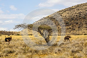 Pair of ostriches photo