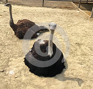 Pair of Ostriches