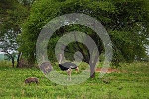 A pair of Ostriches standing close to each other with necks crossed in green grassland and trees