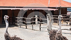 Pair of Ostriches in the zoo