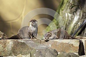 Pair of otters on a man-made riverbank weir wall