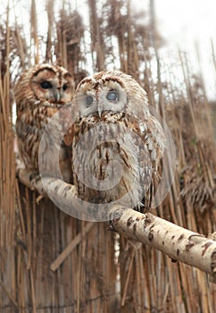 Pair of owls