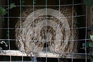 Pair of owls Scops owl in small private zoo