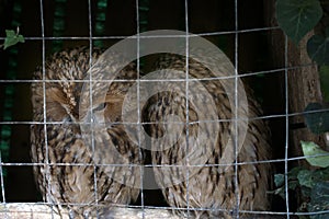 Pair of owls Scops owl in small private zoo