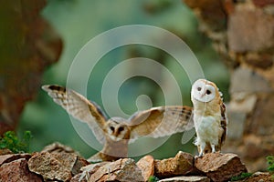 Pair of owls on the stone wall. Two Barn owl, Tyto alba, with nice wings flying above stone wall, light bird landing in the old ca photo