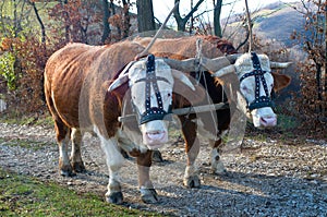 Pair of oxen